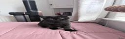 British Shorthair cats for sale: Beautiful x2 black female kittens £400 for both - Advert 3
