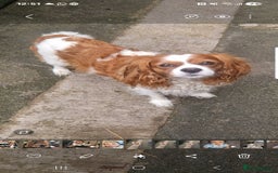 Cavalier King Charles Spaniel dogs for sale: Louis - Image 1