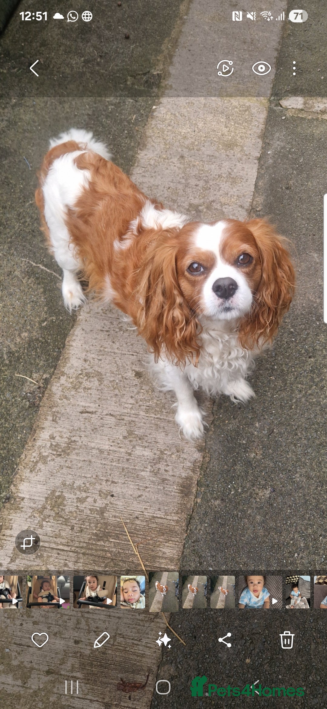 Cavalier King Charles Spaniel dogs for sale: Louis - Image 1