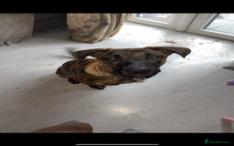 Mixed Breed dogs for sale: Beautiful Max needing new home  - Image 6