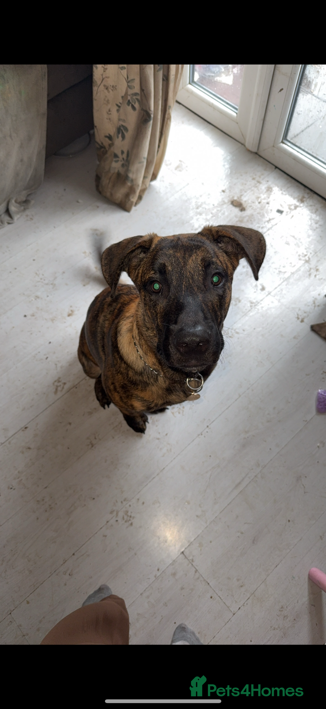 Mixed Breed dogs for sale: Beautiful Max needing new home  - Image 6