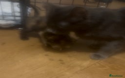 Russian Blue cats for sale: STUNNING KITTENS  - Image 6