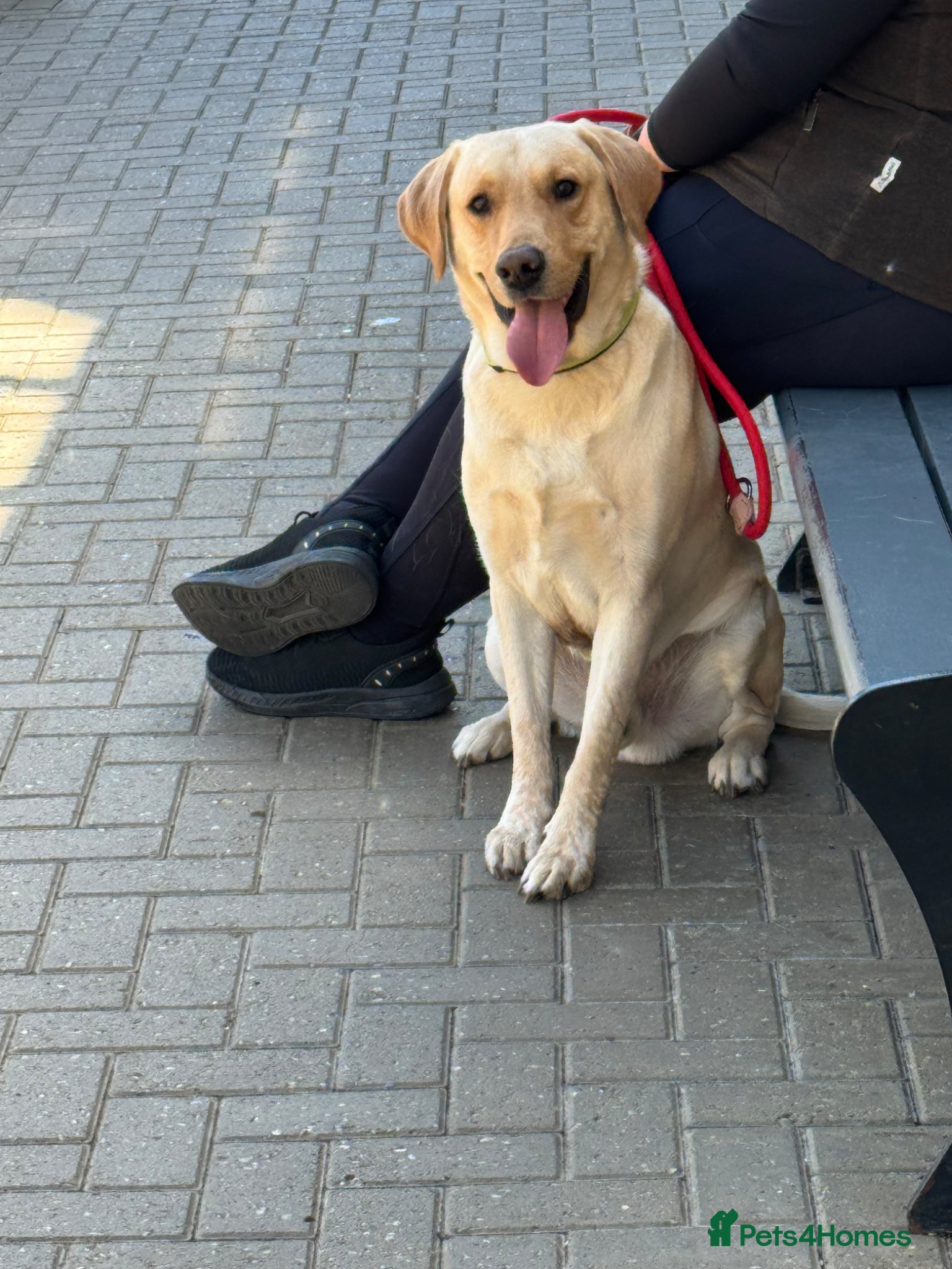 Labrador Retriever dogs Gorgeous 2.6 year Old Male Labrador Retriever 🐾 - Advert 13