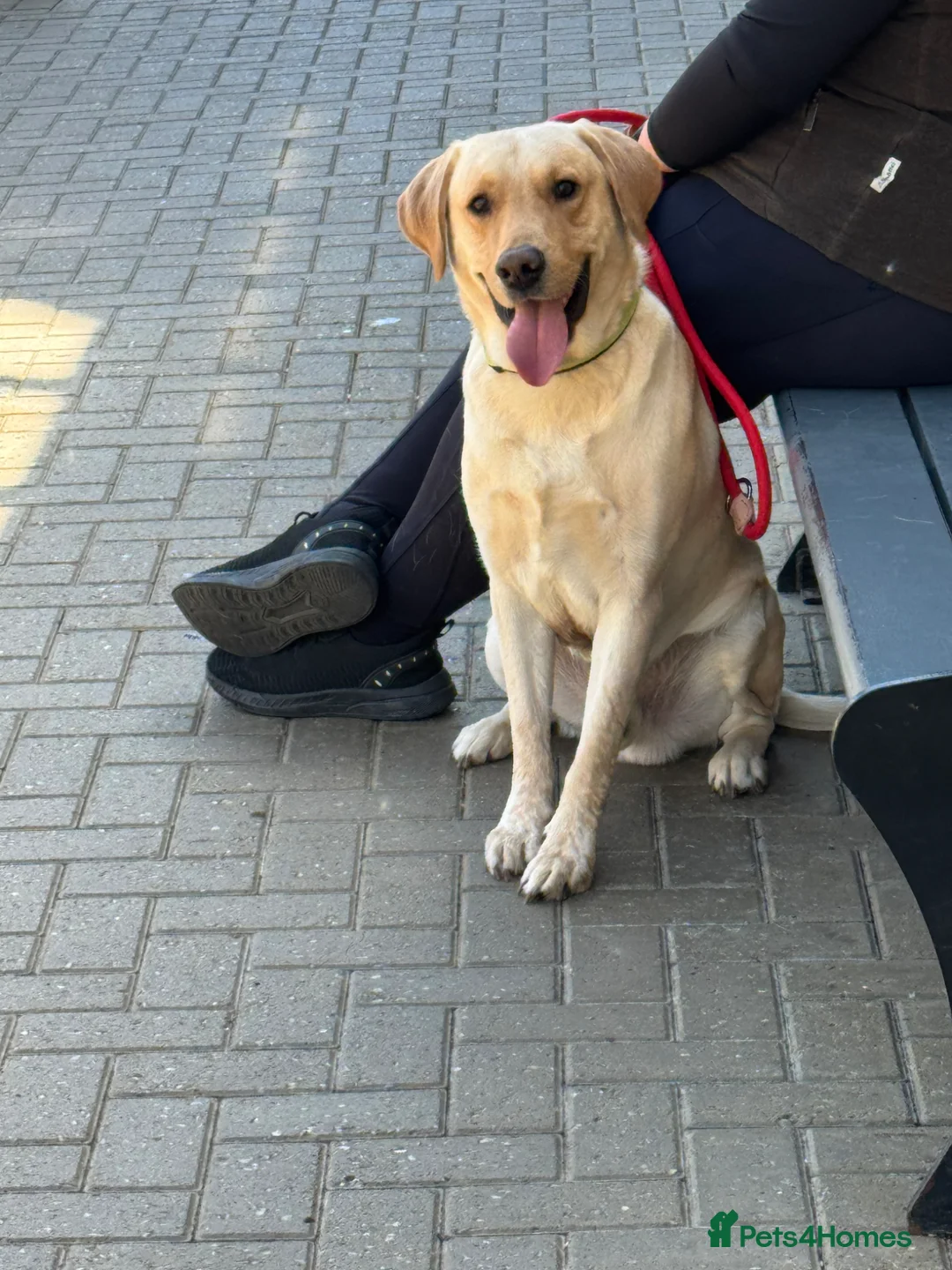 Labrador Retriever dogs for sale: Gorgeous 2.6 year Old Male Labrador Retriever 🐾 - Advert 1