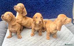 Miniature Dachshund dogs for sale: RED DAPPLE KC MINI PRA CLEAR READY NOW  - Image 3