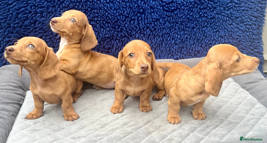 Miniature Dachshund dogs for sale: RED DAPPLE KC MINI PRA CLEAR READY NOW  - Image 3