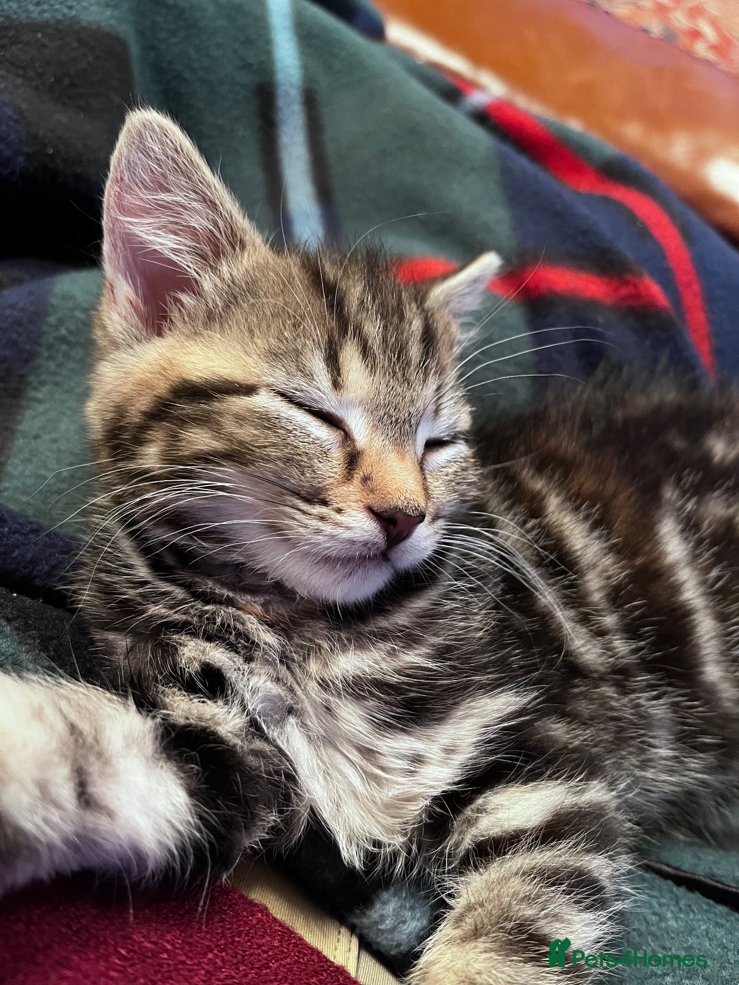 Mixed Breed cats Beautiful kittens  - Advert 1