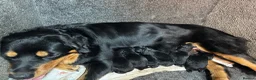 Mixed Breed dogs for sale: Rottweiler x puppys  - Advert 7