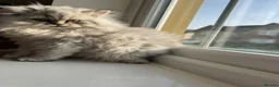 Persian cats for sale: Ready To Leave - Advert 6