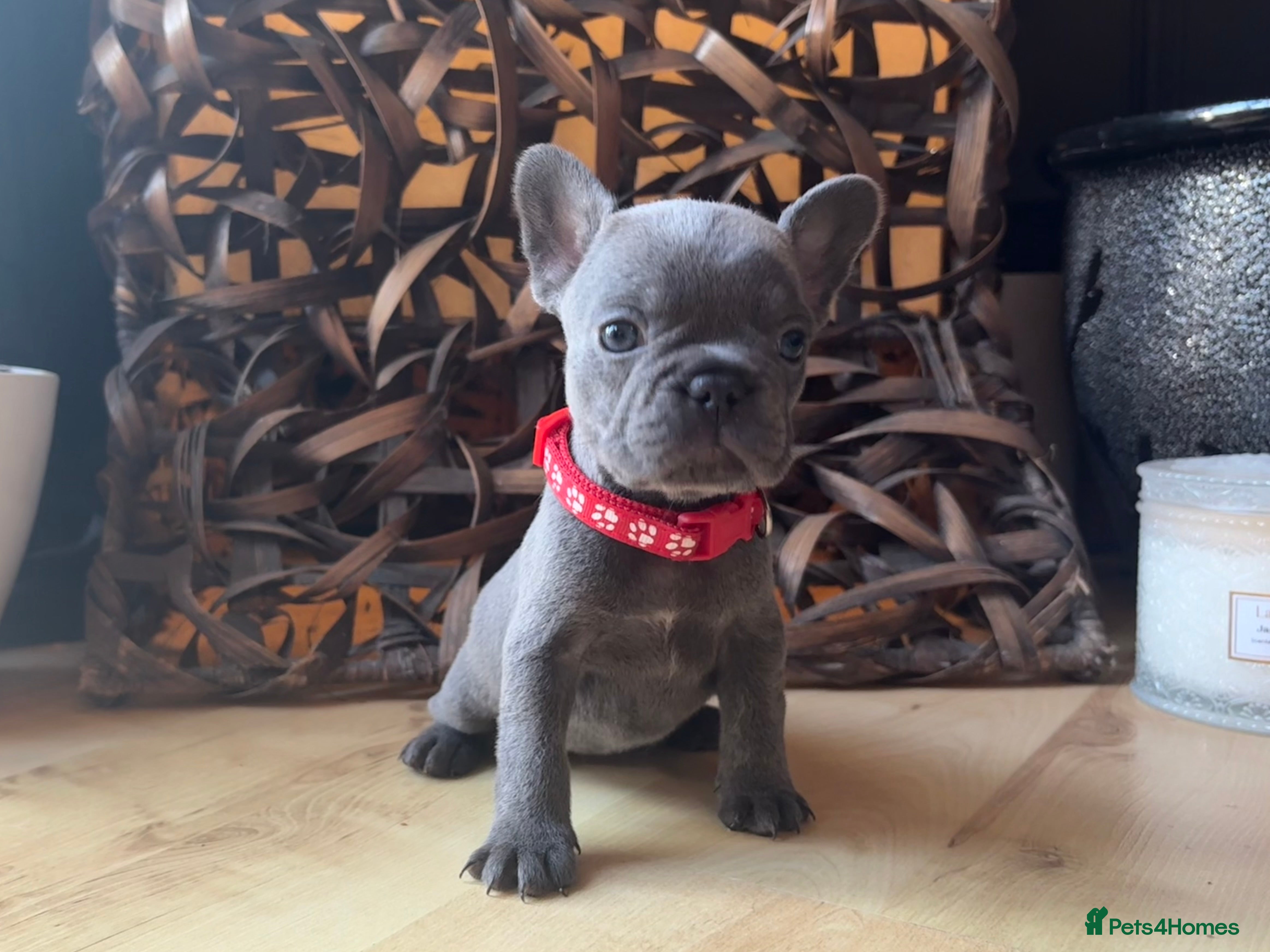 French Bulldog dogs READY NOW Pedigree New shade Isabella’s and Lilacs - Advert 3