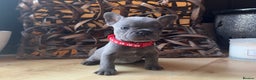 French Bulldog dogs for sale: READY NOW Pedigree New shade Isabella’s and Lilacs - Advert 4