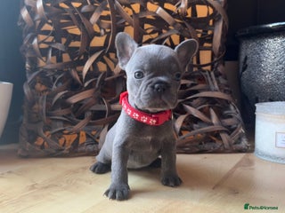 French Bulldog dogs READY NOW Pedigree New shade Isabella’s and Lilacs - Advert 3