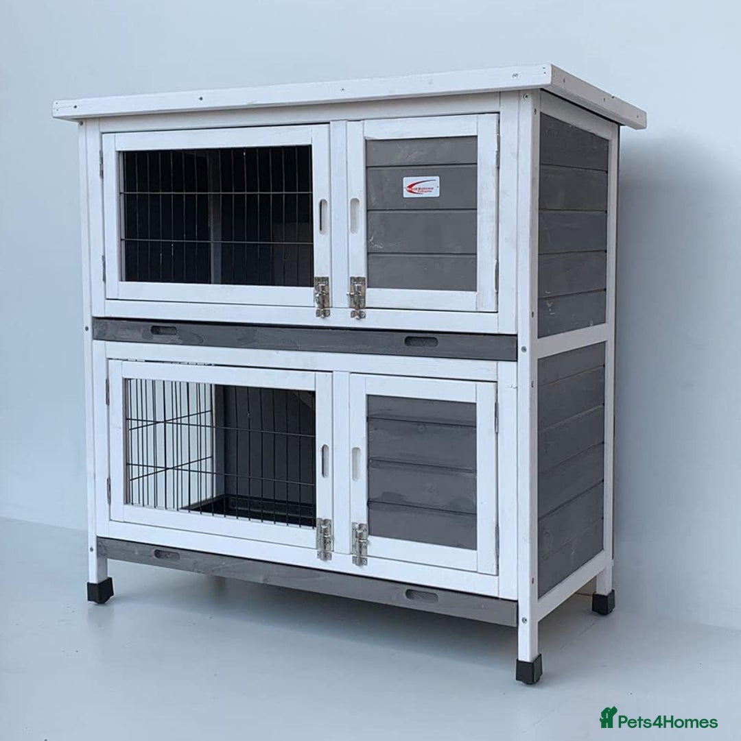 Rex rabbits for sale: Beautiful grey Rex Male rabbit with hutch - Image 8