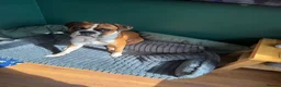Boxer dogs for sale: Male Boxer Needs a New Home in Hull - Advert 7