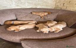 Labrador Retriever dogs for sale: Ready to go! KC reg Labradors (yellow/Foxred) - Image 2