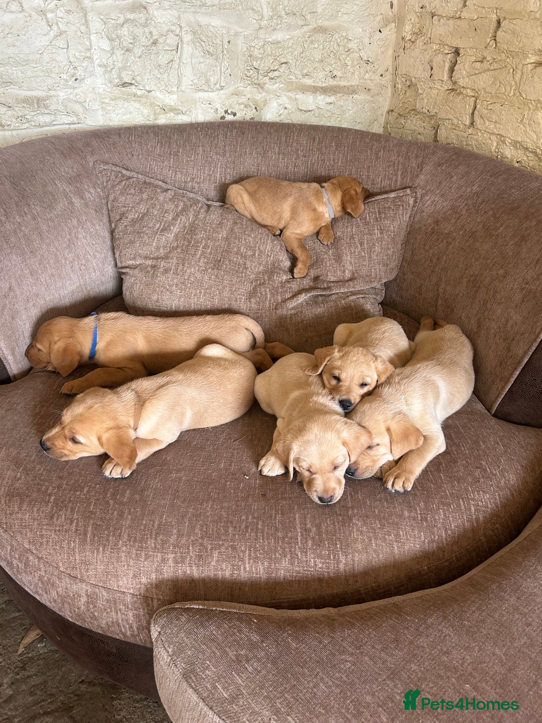 Labrador Retriever dogs for sale: Ready to go! KC reg Labradors (yellow/Foxred) - Image 2