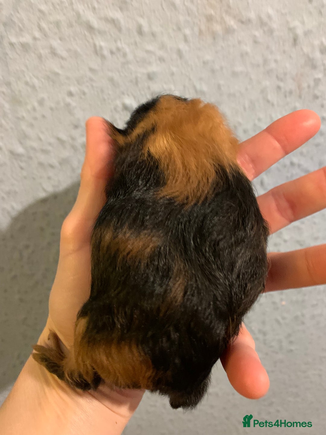 Guinea Pig rodents for sale: Skinny pigs and Skinny Pig Carriers - Advert 9