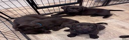 Labrador Retriever dogs for sale: Outstanding Quailty Chocolate Labrador Puppies - Advert 27