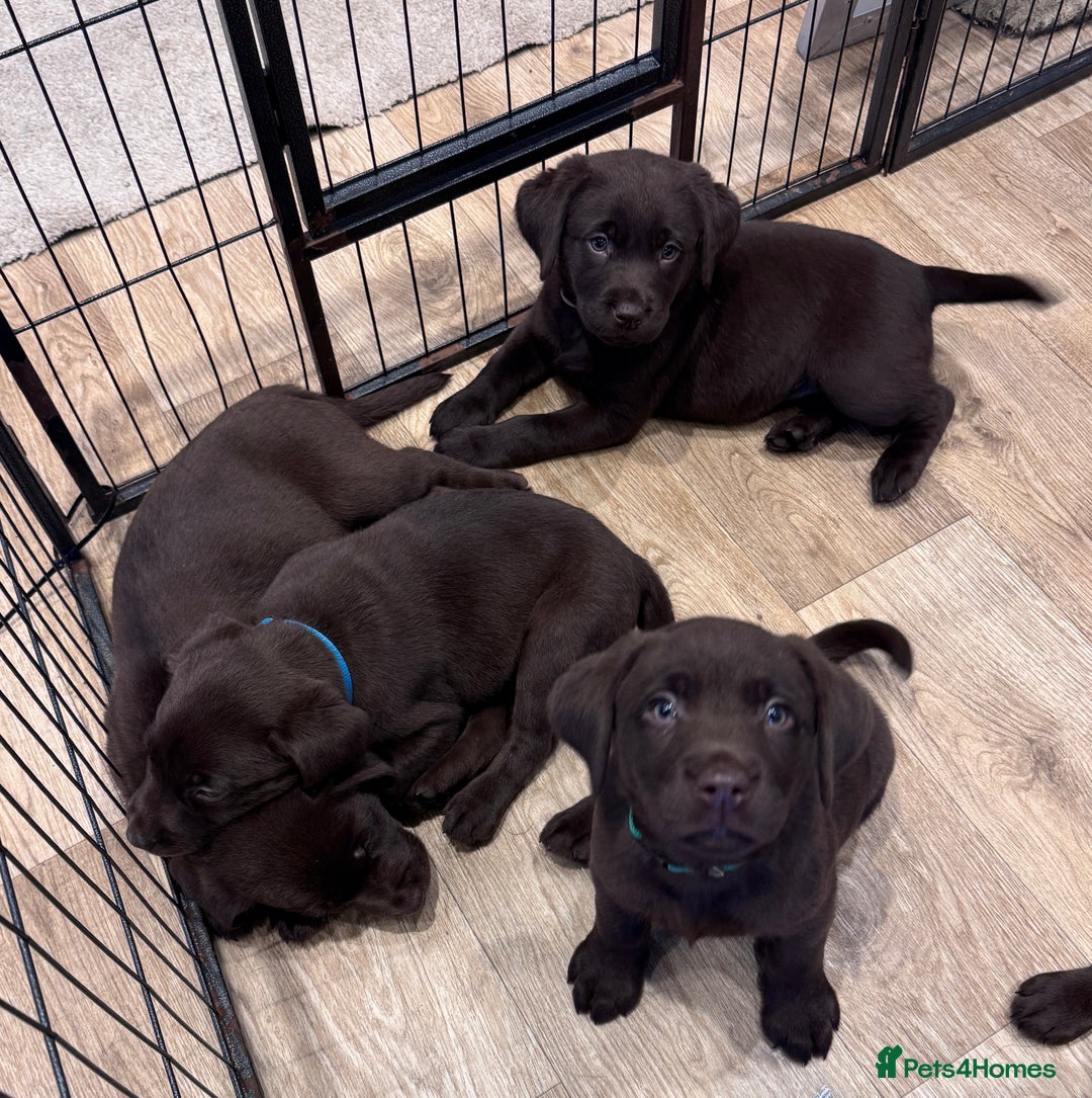 Labrador Retriever dogs for sale: Outstanding Quailty Chocolate Labrador Puppies - Advert 27