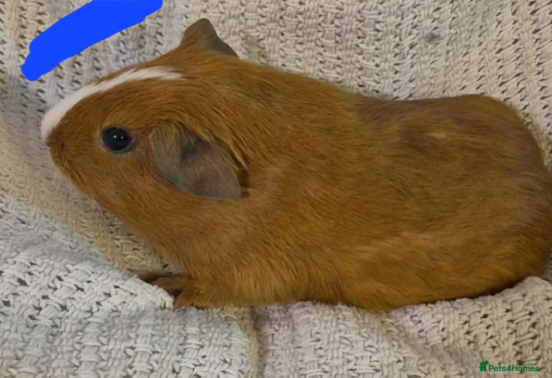 Guinea Pig rodents for sale: Mixed piggies for sale  - Advert 9