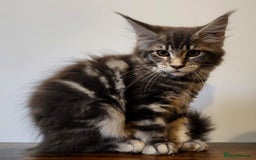 Maine Coon cats for sale: MAINE COON KITTENS READY NOW ❤️❤️ TICA REGISTERED - Image 6