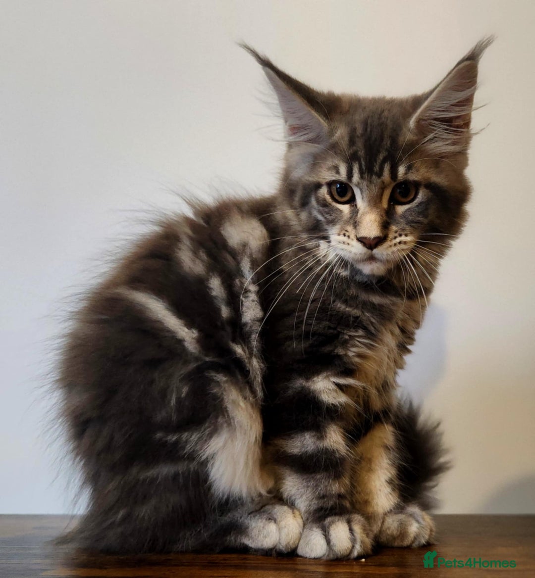 Maine Coon cats for sale: MAINE COON KITTENS READY NOW ❤️❤️ TICA REGISTERED - Image 6