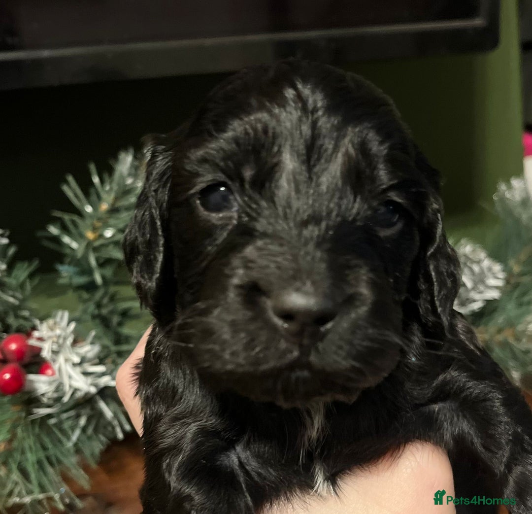 Sprocker dogs for sale: The Best of Both Worlds: Laid-Back & Brainy  - Advert 19