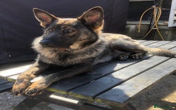 German Shepherd dogs for sale: Superb German Shepherd pups working lines - Image 3