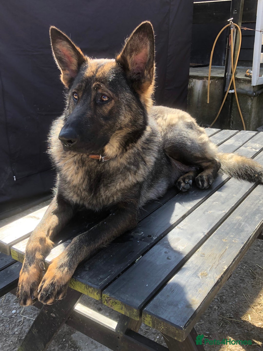 German Shepherd dogs for sale: Superb German Shepherd pups working lines - Image 3