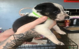Border Collie dogs for sale: Border collie puppies - Image 19