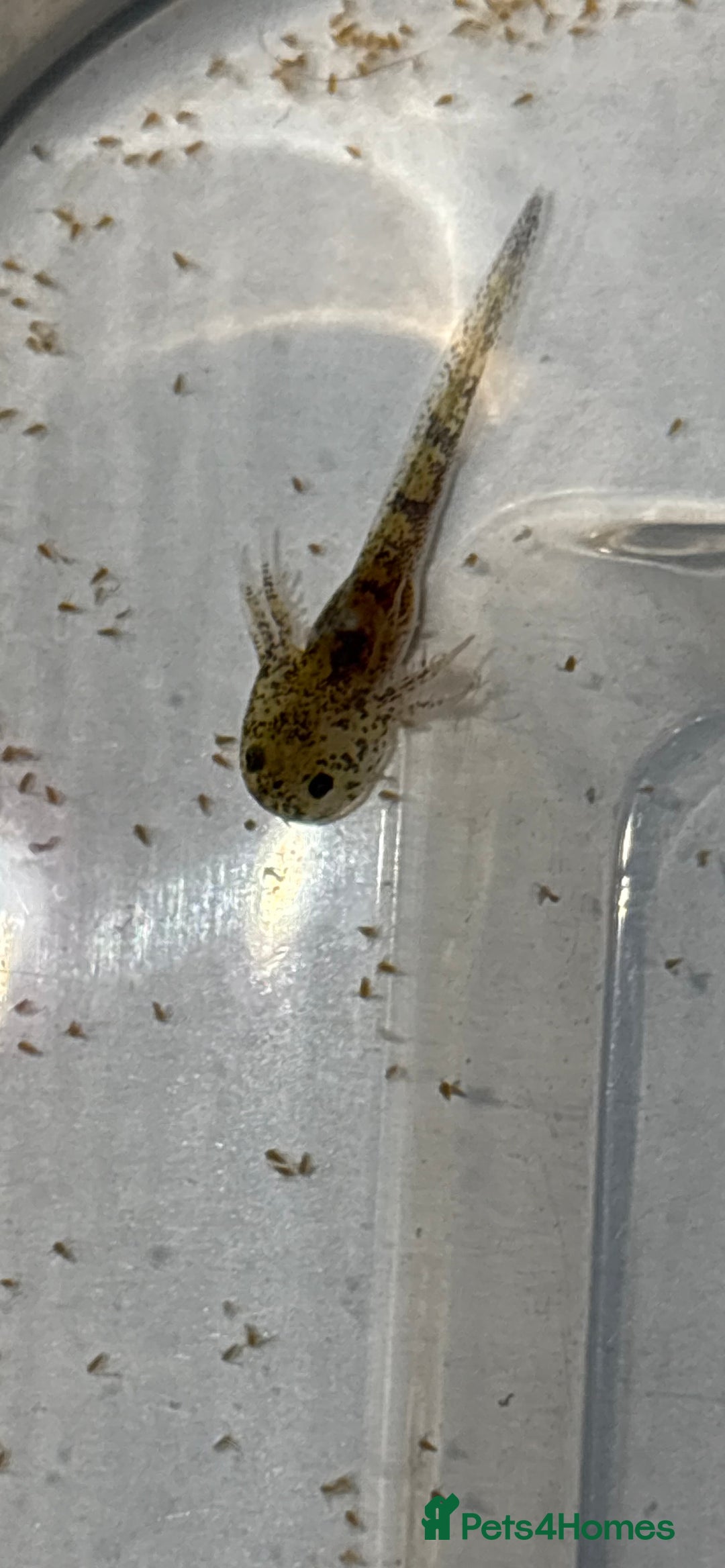 Axolotl reptiles for sale: Baby aXolotls - Advert 2