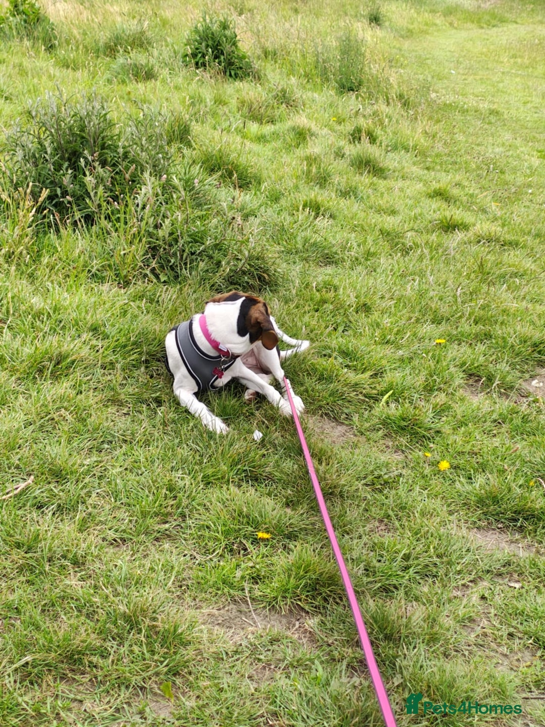 Mixed Breed dogs for sale: Betty - Beagle Spaniel mix - Image 4