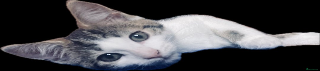European Kitten 1