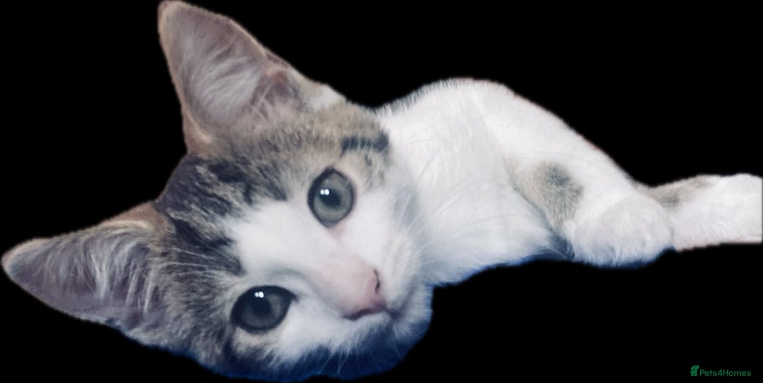 European cats for sale: 2 Adorable Kittens ready for their forever homes  - Image 7