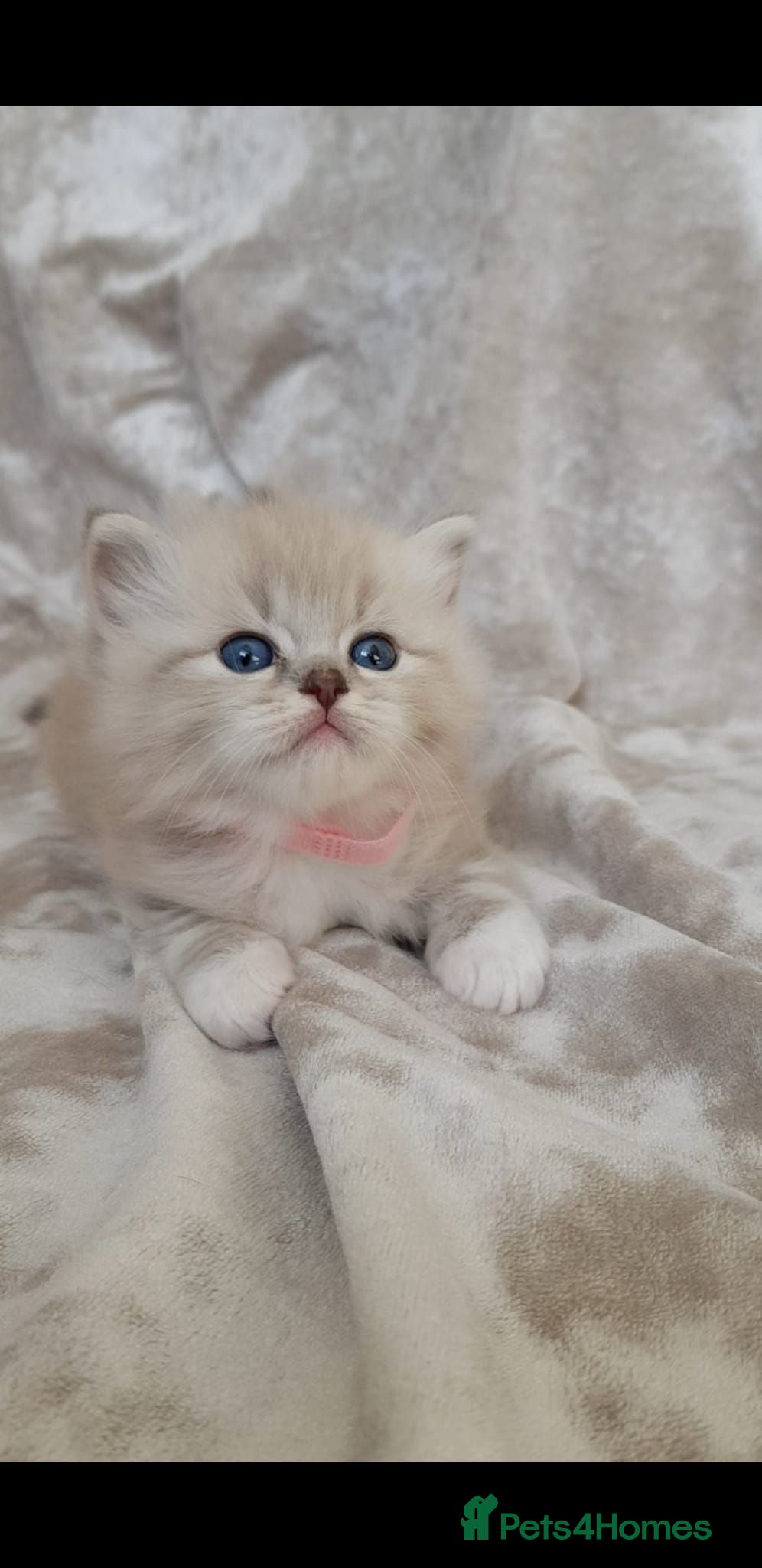 Ragdoll cats Stunning Mink & Traditional Ragdolls. TICA Reg - Advert 2