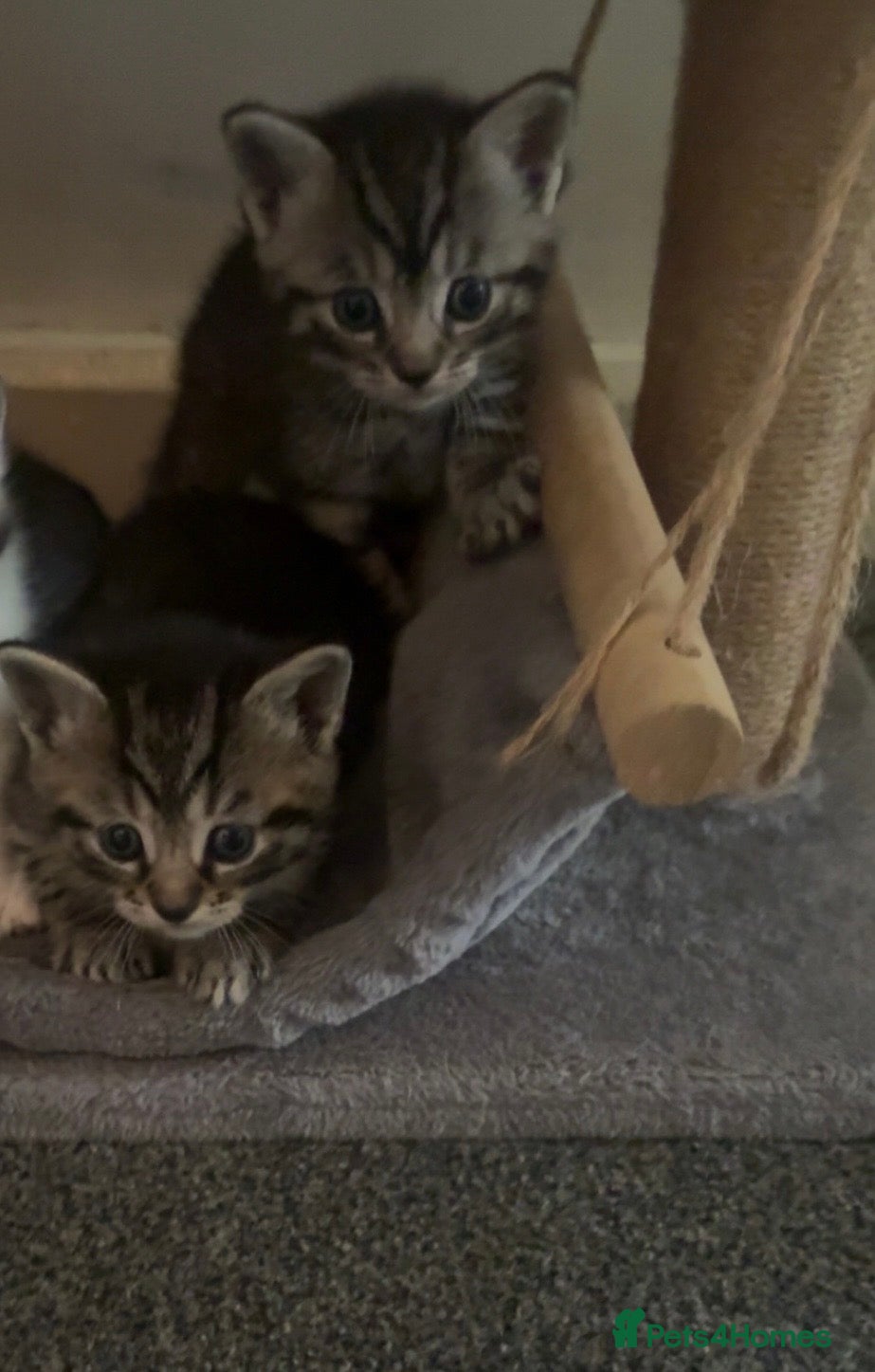 Mixed Breed cats 3 BEAUTIFUL BOYS READY TO GO 7/1 - Advert 1