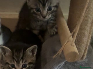 Mixed Breed cats 3 BEAUTIFUL BOYS READY TO GO 7/1 - Advert 1