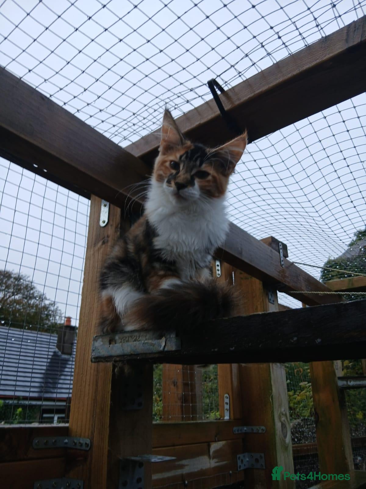Maine Coon cats Maine Coon Kittens for Sale - Advert 3