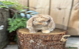 Mini Lop rabbits for sale: ⭐️ FRIENDLY PUREBRED MINI LOP BUNNIES ⭐️ - Image 10