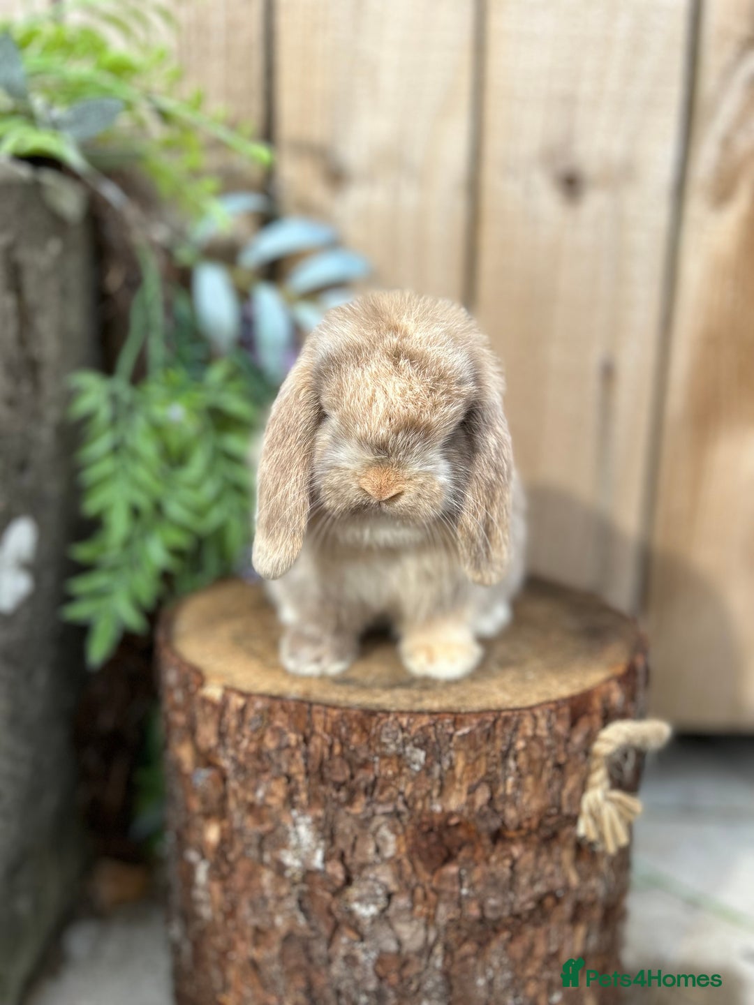 Mini Lop rabbits for sale: ⭐️ FRIENDLY PUREBRED MINI LOP BUNNIES ⭐️ - Image 10