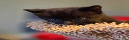 Domestic Shorthair cats for sale: Beautiful, healthy & happy kittens for rehoming in Cranbrook - Advert 10