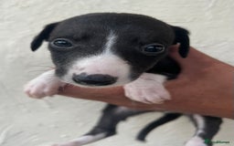Whippet dogs for sale: Whippet puppies Ready soon! 5 BOYS left  - Image 19
