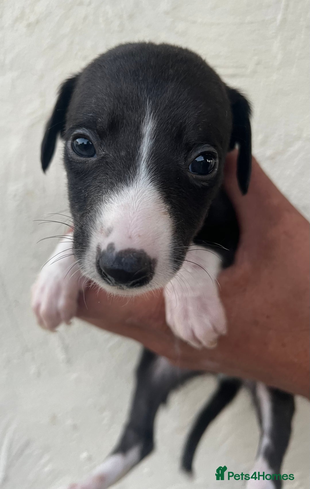 Whippet dogs for sale: Whippet puppies Ready soon! 5 BOYS left  - Image 19