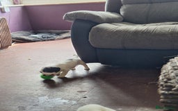 Mixed Breed dogs for sale: Springer x puppies  - Image 6