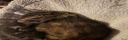 Mixed Breed cats for sale: Beautiful tabby boy  - Advert 5