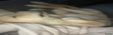 Golden Retriever 1