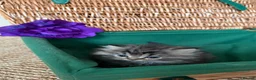 British Longhair cats for sale: Adorable British Shorthair Teddy Kittens - Advert 13