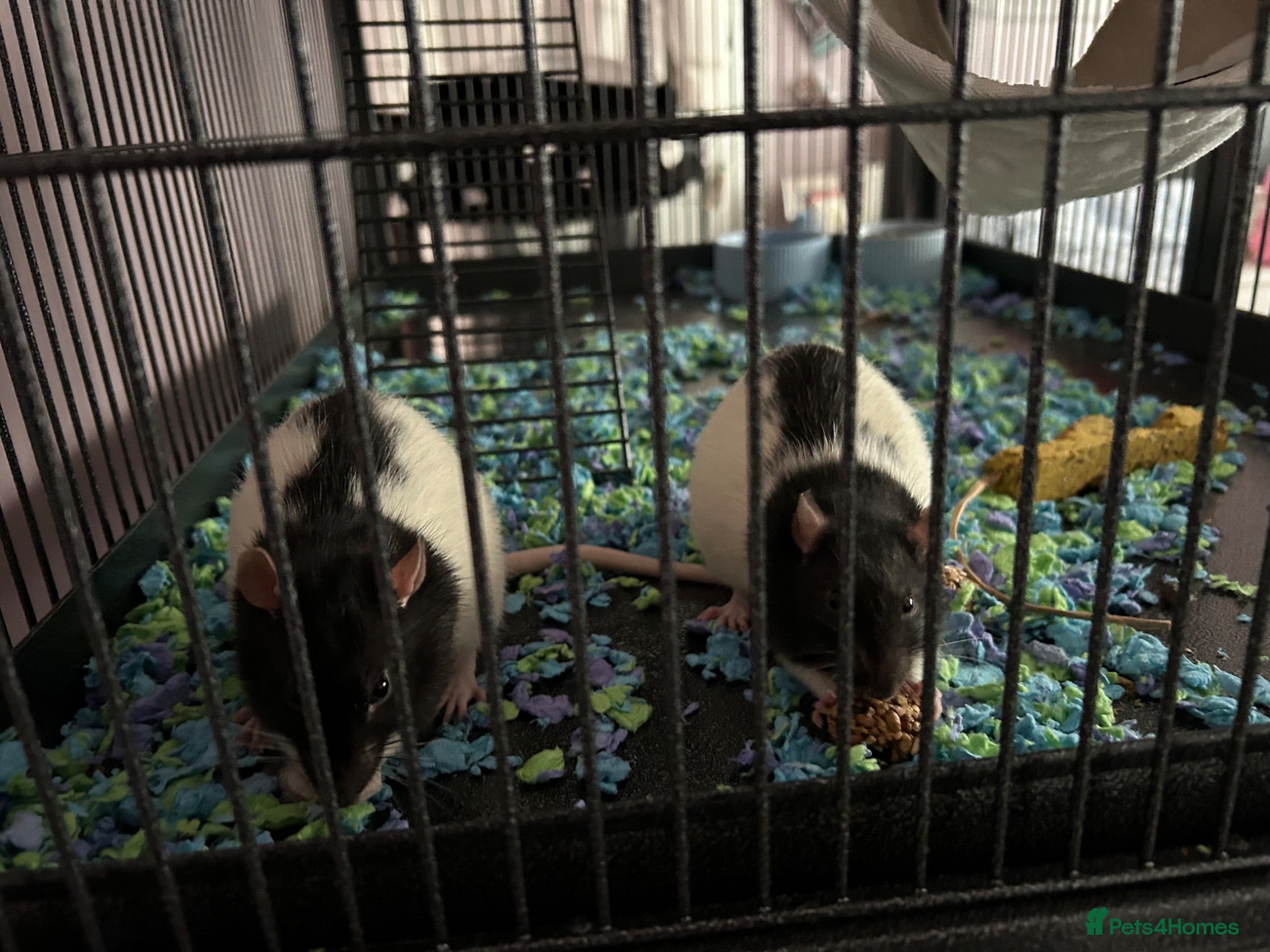Rat rodents Rats for sale - Advert 2