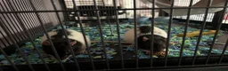 Rat rodents for sale: Rats for sale in Dalkeith - Advert 1