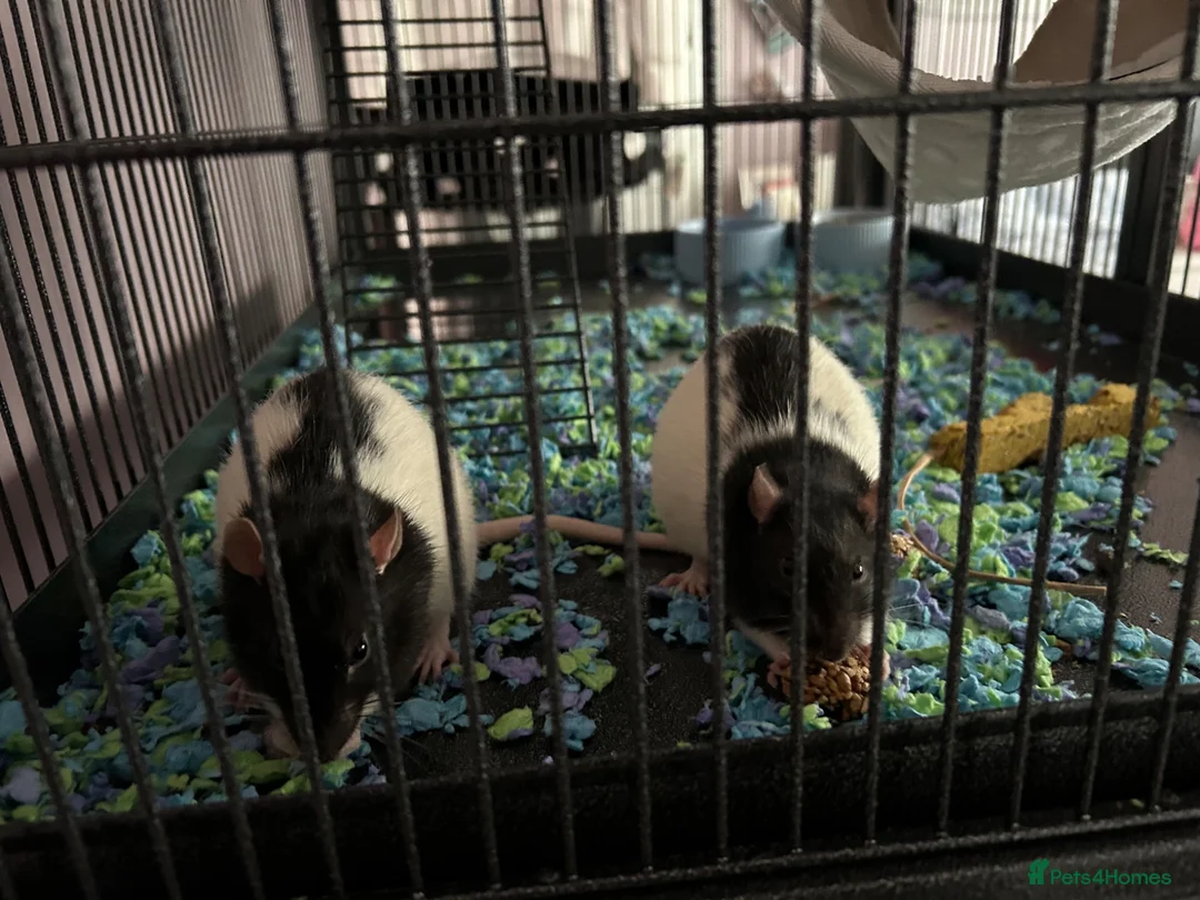 Rat rodents for sale: Rats for sale in Dalkeith - Advert 1